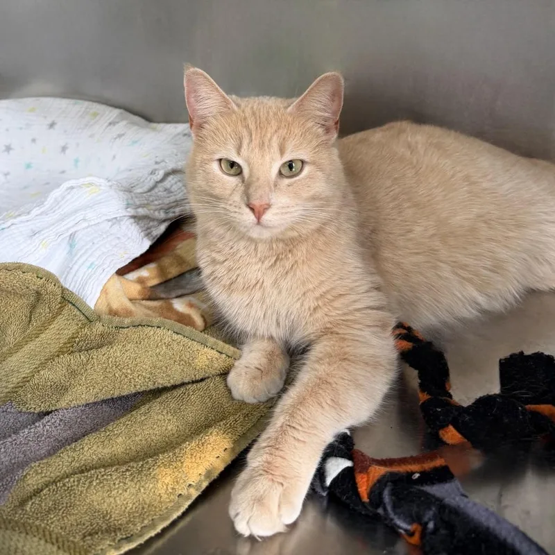 A young medium-sized female Domestic Short Hair cat named Daffodil for adoption in State College, PA
