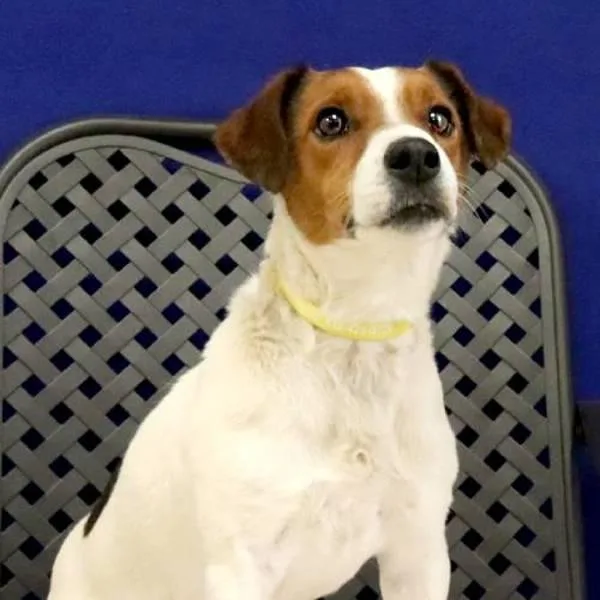 An adult small-sized male Jack Russell Terrier dog named Dumas for adoption in Midland, TX