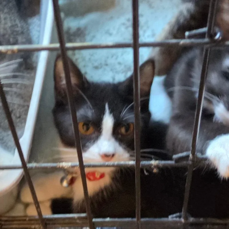 A young small-sized female Black Domestic Short Hair cat named A Swann for adoption in Centralia, WA
