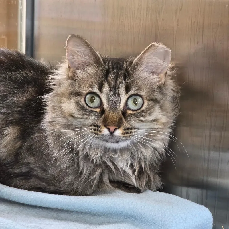 An adult medium-sized female Brown / Chocolate Domestic Medium Hair cat named Scramble for adoption in Reno, NV
