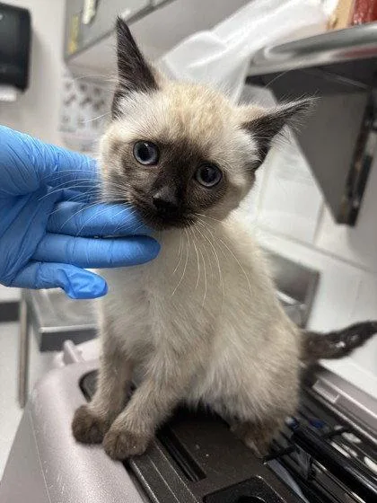 A baby small-sized female Siamese cat named Bowie for adoption in Oakland, CA