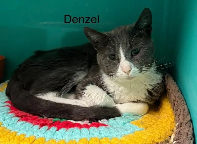 An adult medium-sized male Domestic Short Hair cat named Denzel for adoption in Plattsburgh, NY