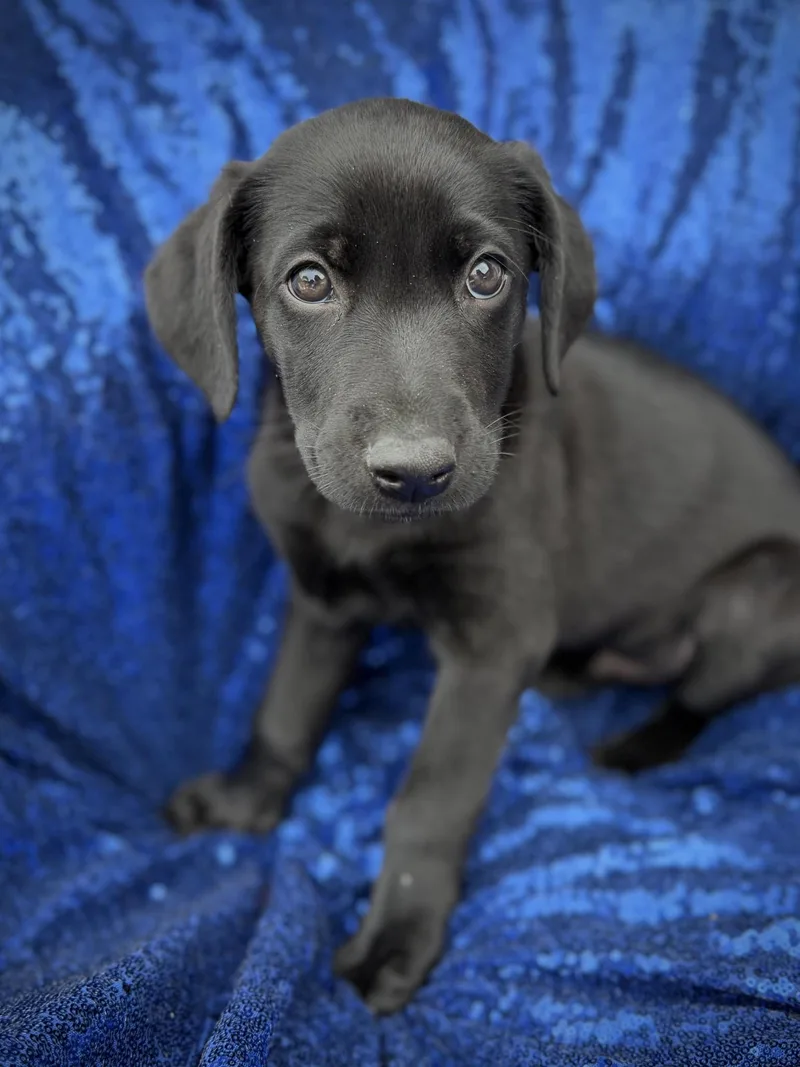 A baby large-sized male Black Labrador Retriever dog named Spanky for adoption in la habra, CA