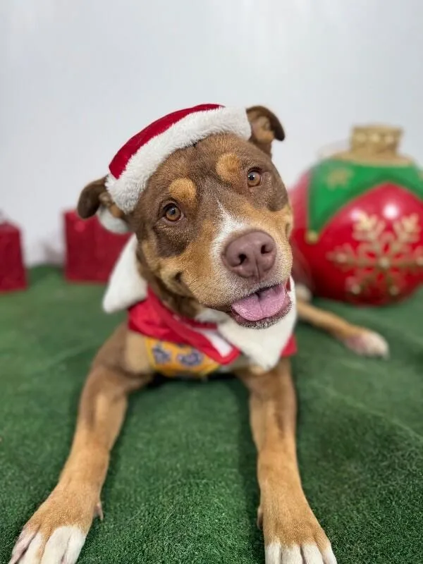 A young medium-sized male Brown / Chocolate Pit Bull Terrier dog named Ranger for adoption in Carlsbad, CA