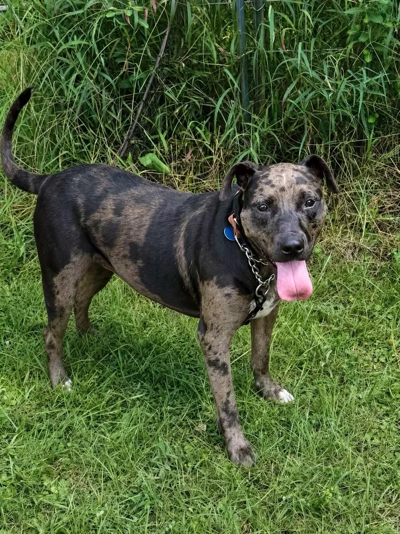 An adult large-sized male Catahoula Leopard Dog dog named Romeo for adoption in Douglas, GA