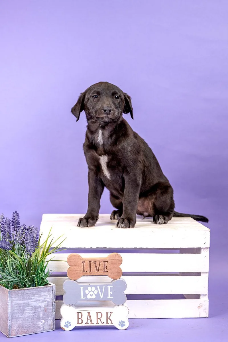 A baby medium-sized female Labrador Retriever dog named 402-26 for adoption in Brighton, CO