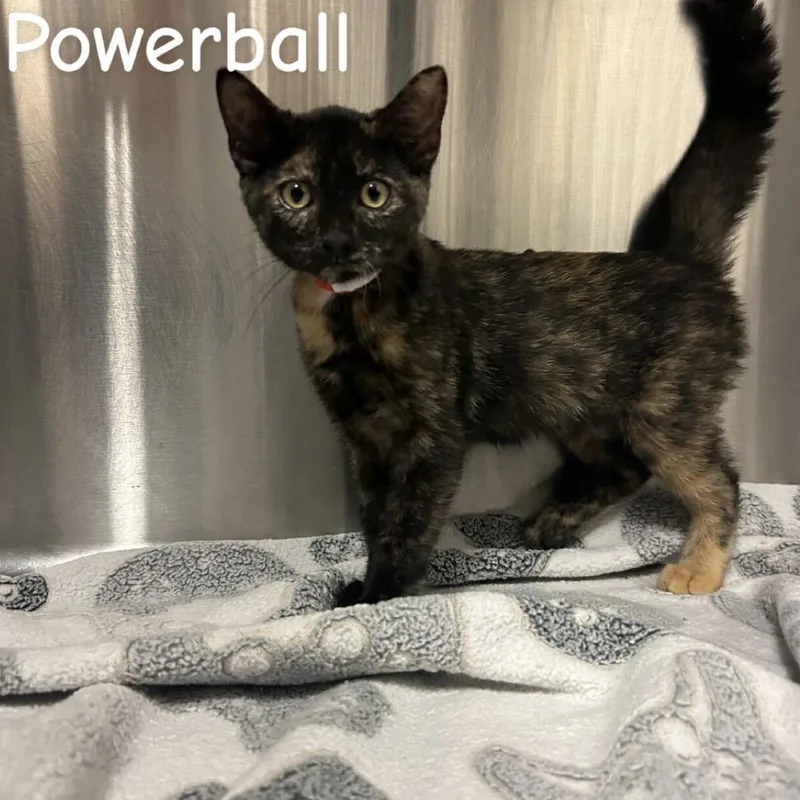 A baby small-sized female Black Domestic Short Hair cat named Powerball for adoption in Buffalo, MN