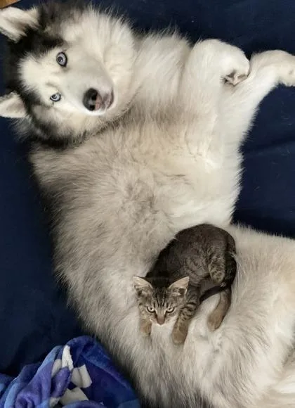 A baby small-sized female Domestic Short Hair cat named Ms. Pea for adoption in Chamblee, GA