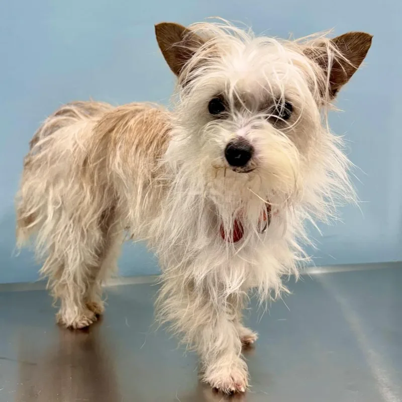 An adult small-sized male White / Cream Terrier dog named Fergus for adoption in Portland, OR