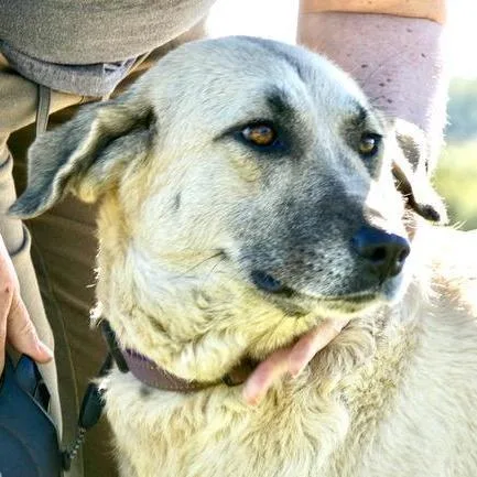 An adult large-sized female White / Cream Anatolian Shepherd dog named Gracie Momma Storm for adoption in Andover, MA