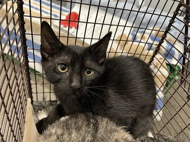 A baby small-sized male Black Domestic Short Hair cat named Cole for adoption in Tavares, FL