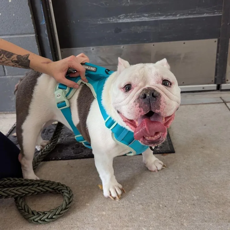 An adult medium-sized female White / Cream English Bulldog dog named Tipper for adoption in Ocala, FL