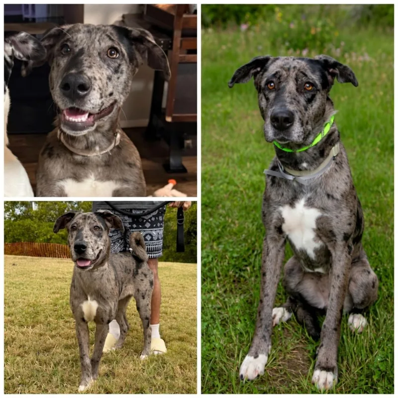 An adult medium-sized female Great Dane dog named Onyx for adoption in Dandridge, TN