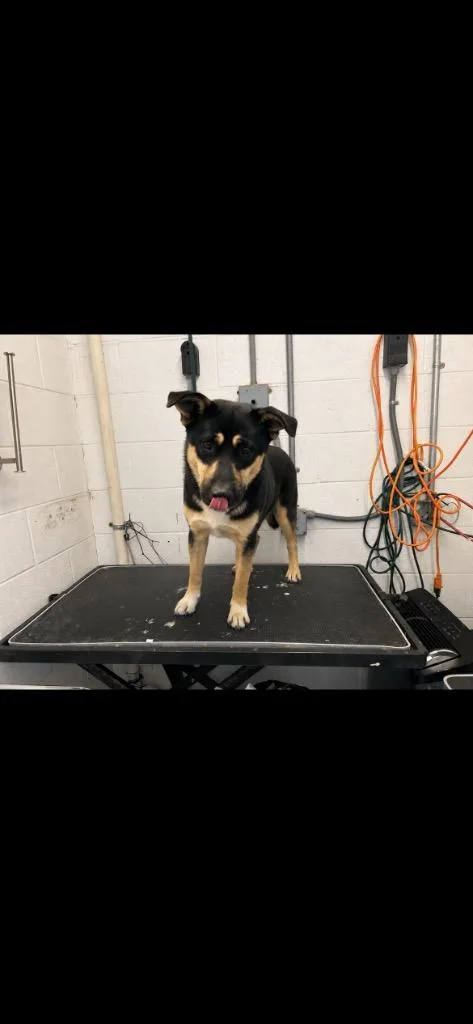 A young large-sized male Mixed Breed dog named Cyrushold until for adoption in Chickamauga , GA