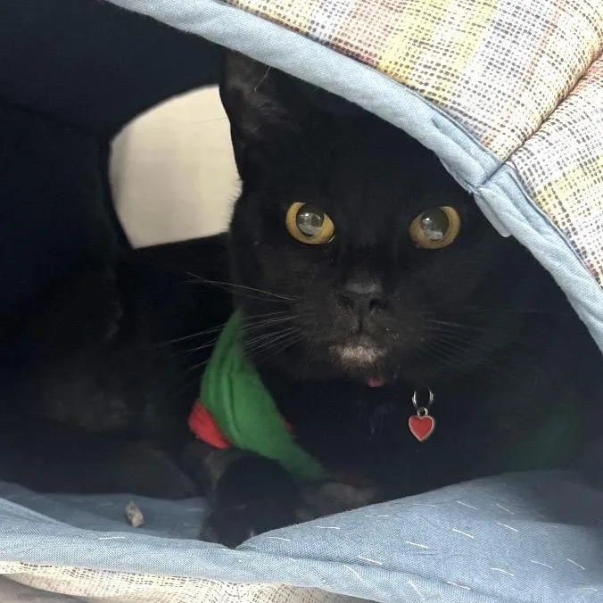 A young medium-sized female Black Domestic Short Hair cat named Portia for adoption in Lakeland, FL