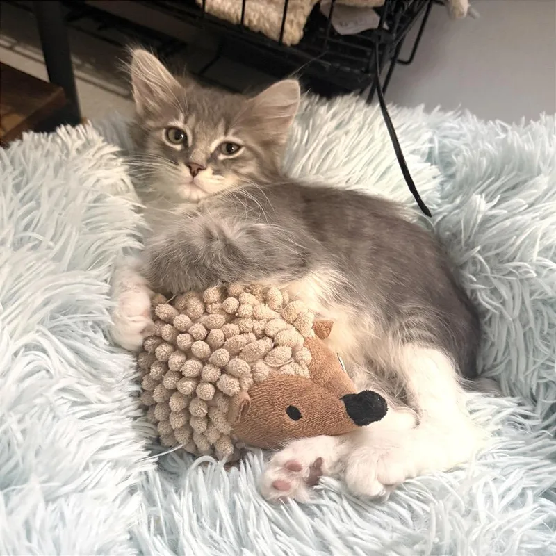 Piper
