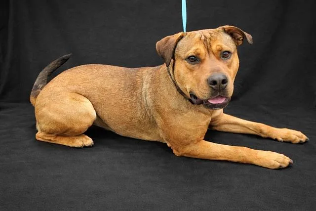 A young large-sized female American Bulldog dog named Dottie for adoption in Winter Haven, FL