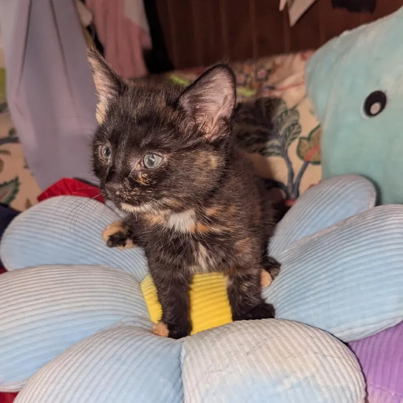 A baby small-sized female Tortoiseshell Domestic Short Hair cat named Zelda for adoption in Granville, OH