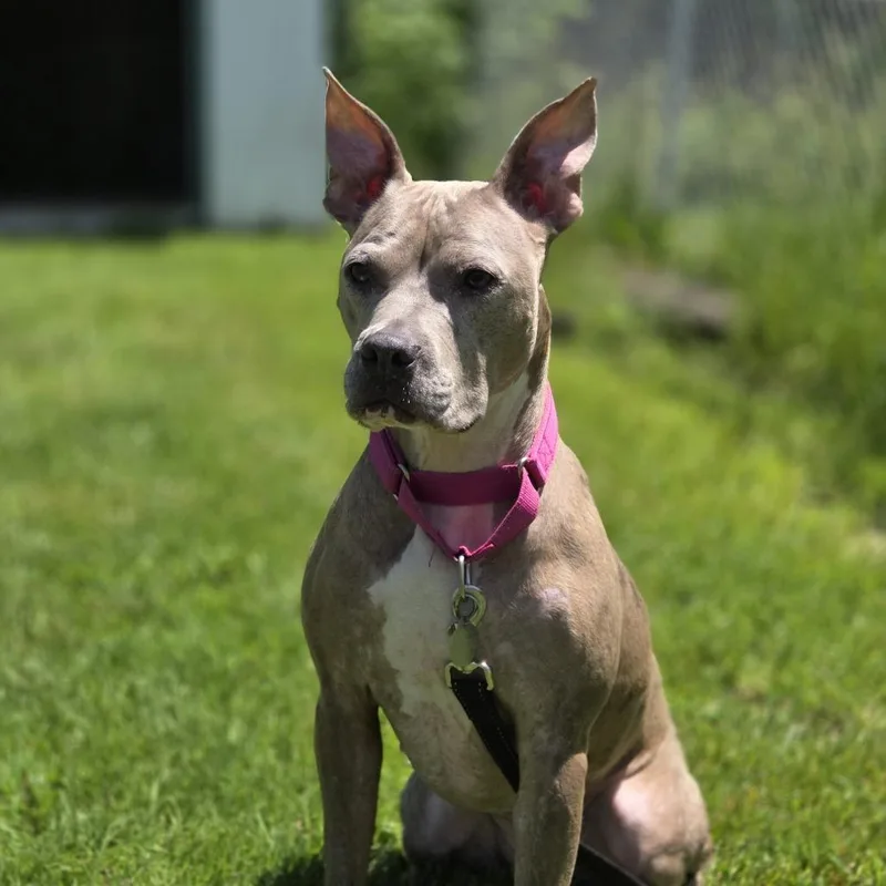 An adult medium-sized female Gray / Blue / Silver Catahoula Leopard Dog dog named Bella for adoption in Pittsford, VT