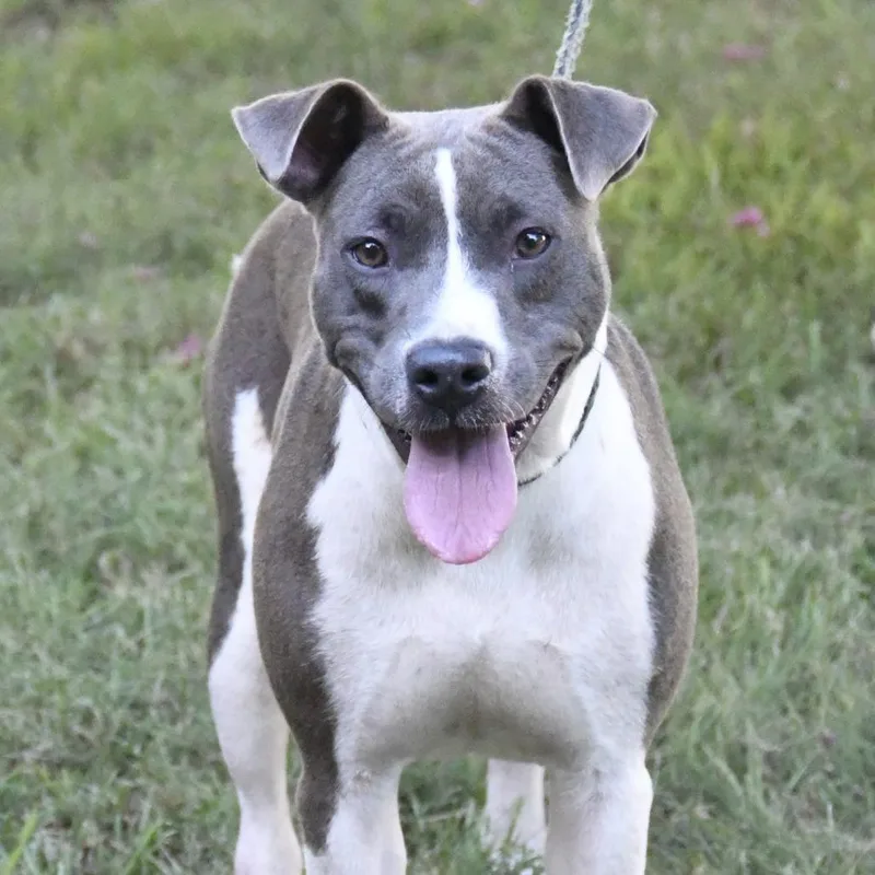 An adult medium-sized female Gray / Blue / Silver Mountain Cur dog named Hazel for adoption in South Elgin, IL
