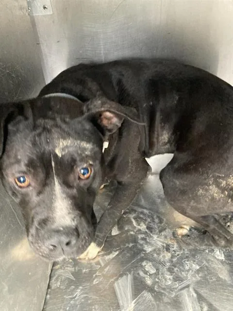 An adult medium-sized male Pit Bull Terrier dog named Yayo for adoption in Dallas, TX