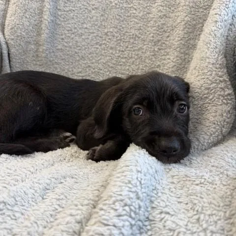 A baby small-sized female Black Pit Bull Terrier dog named Nelly for adoption in Hawthorne, CA