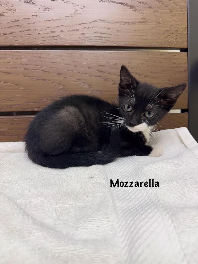 A baby medium-sized female Black & White / Tuxedo Domestic Short Hair cat named Mozarella for adoption in Port Lavaca, TX