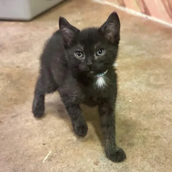 A baby small-sized male Domestic Short Hair cat named Chopper for adoption in Walnut Creek, CA