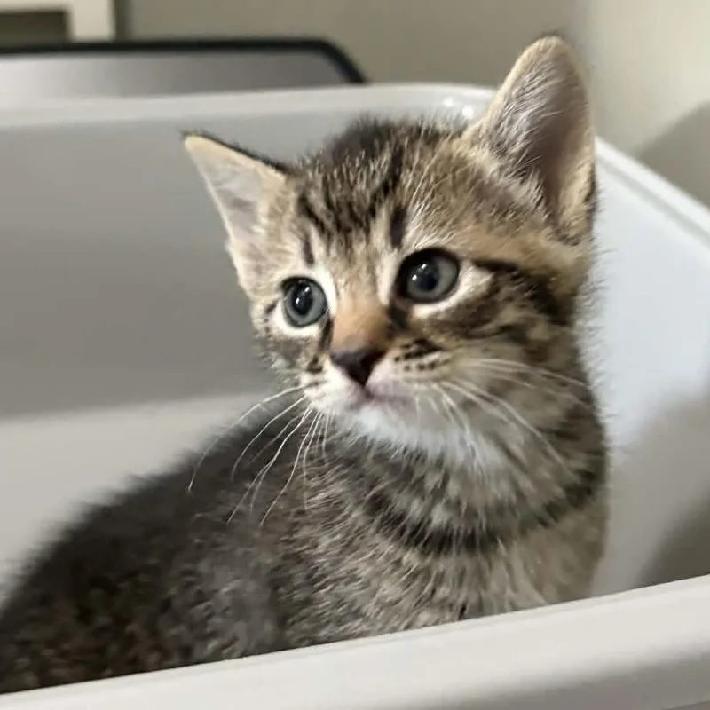 A baby medium-sized female Tabby (Buff / Tan / Fawn) Domestic Short Hair cat named Leela for adoption in Richmond, VA