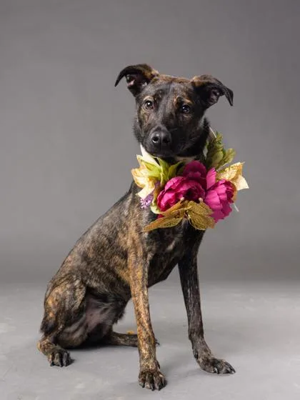 A baby small-sized female Mixed Breed dog named Misbah for adoption in Atlanta, GA