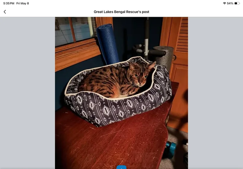 Bridgerton  In thumbnail 2