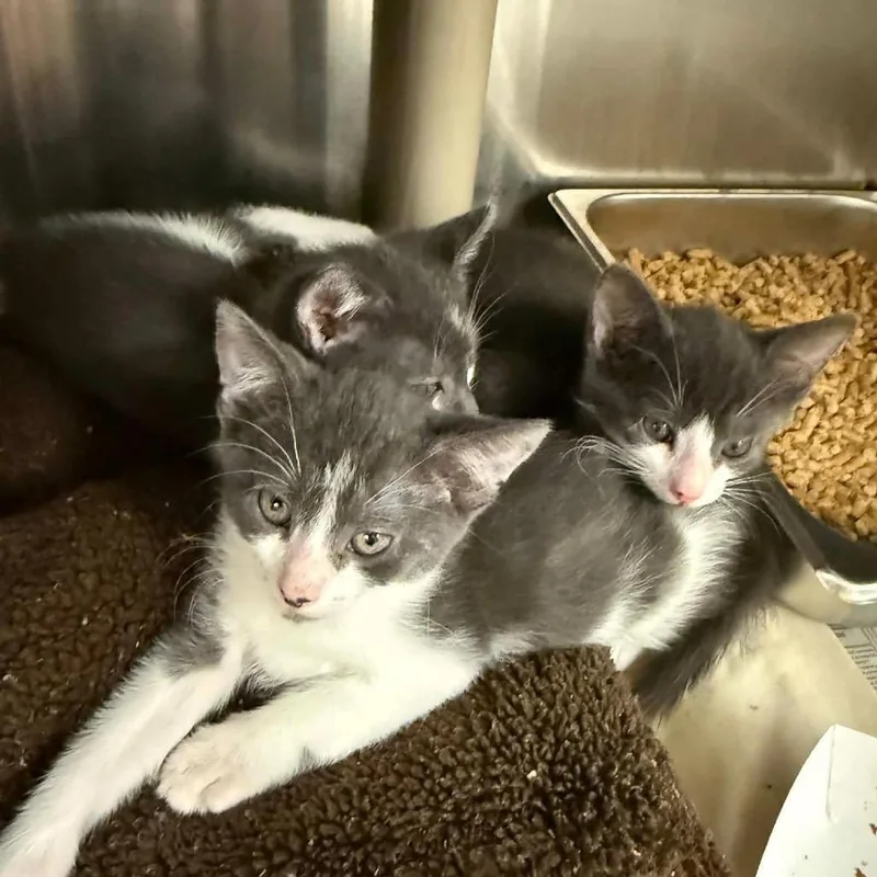 A baby small-sized male White Domestic Short Hair cat named Mako for adoption in Pasadena , MD