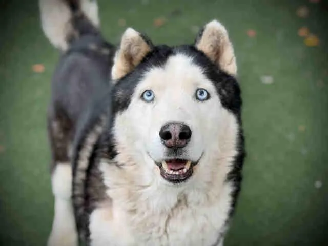 An adult medium-sized male Siberian Husky dog named Esko for adoption in Bonita, CA