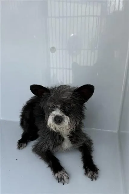 An adult medium-sized male Yorkshire Terrier dog named Turbo for adoption in Houston, TX