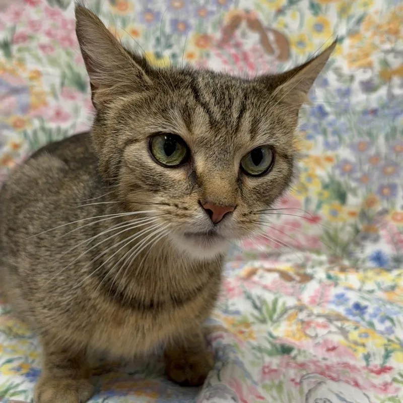 A young small-sized female Brown / Chocolate Domestic Short Hair cat named Snapdragon for adoption in Delaware, OH
