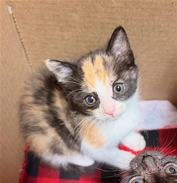 A baby small-sized female Domestic Short Hair cat named Minnie for adoption in Riverside, CA
