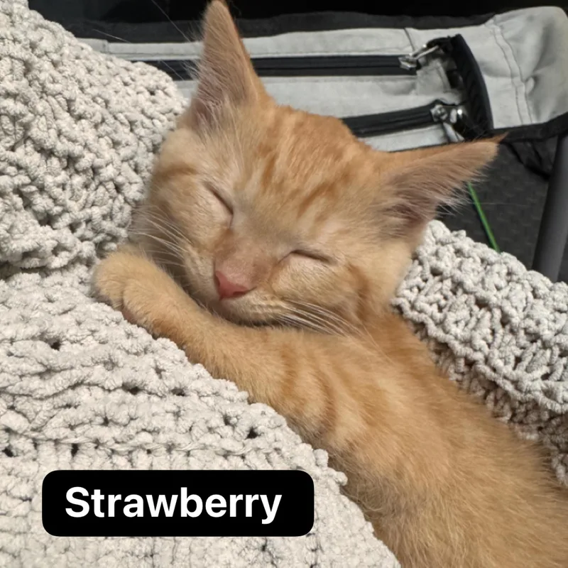 A baby medium-sized female Tabby (Orange / Red) Domestic Short Hair cat named Strawberry for adoption in Murfreesboro, TN