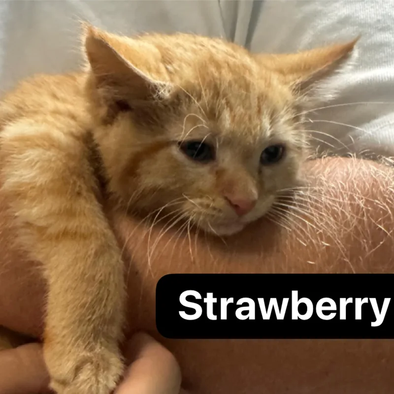 Strawberry thumbnail 2