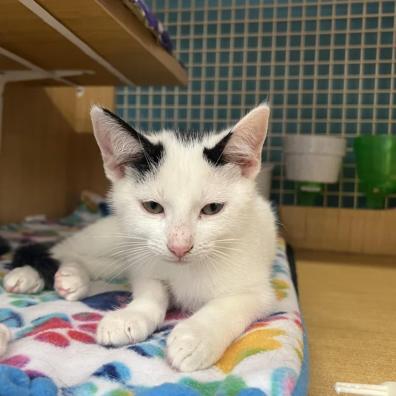 A baby small-sized male Black & White / Tuxedo Domestic Short Hair cat named Peppercorn & Salem for adoption in Manhattan, KS