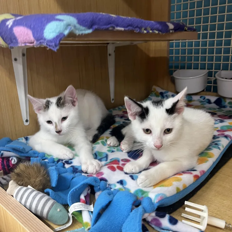 Peppercorn & Salem thumbnail 3