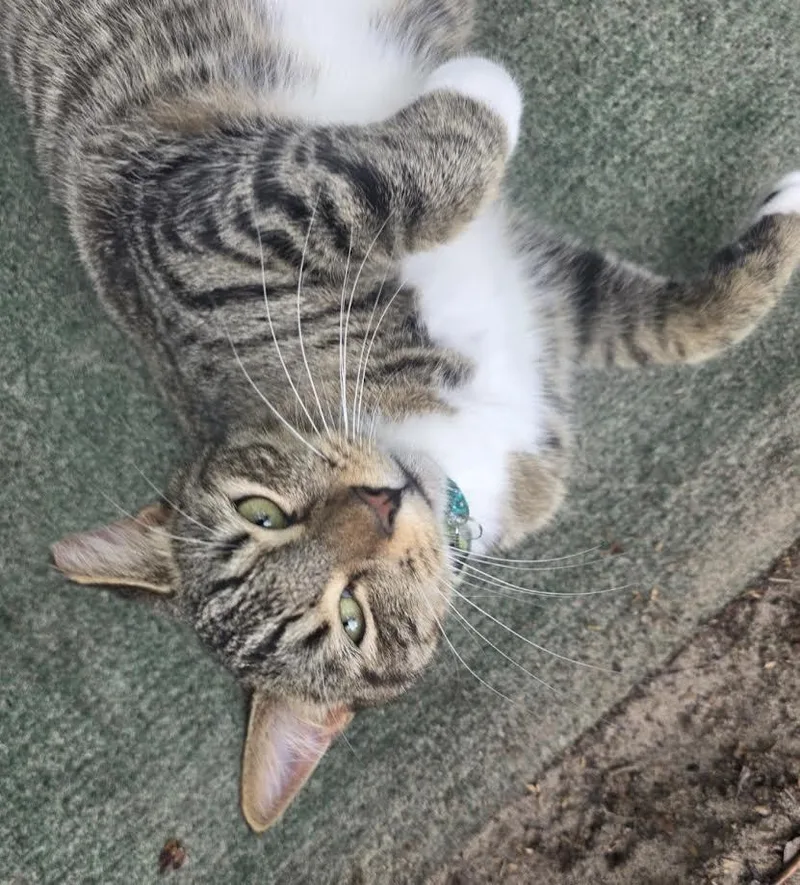 An adult large-sized male Tabby cat named Finn for adoption in Spring Hill, FL