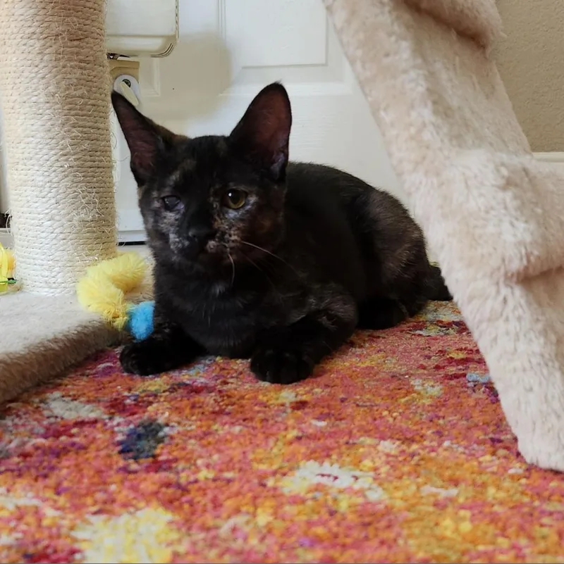 An adult large-sized female Domestic Short Hair cat named Ginger for adoption in Fresno, CA