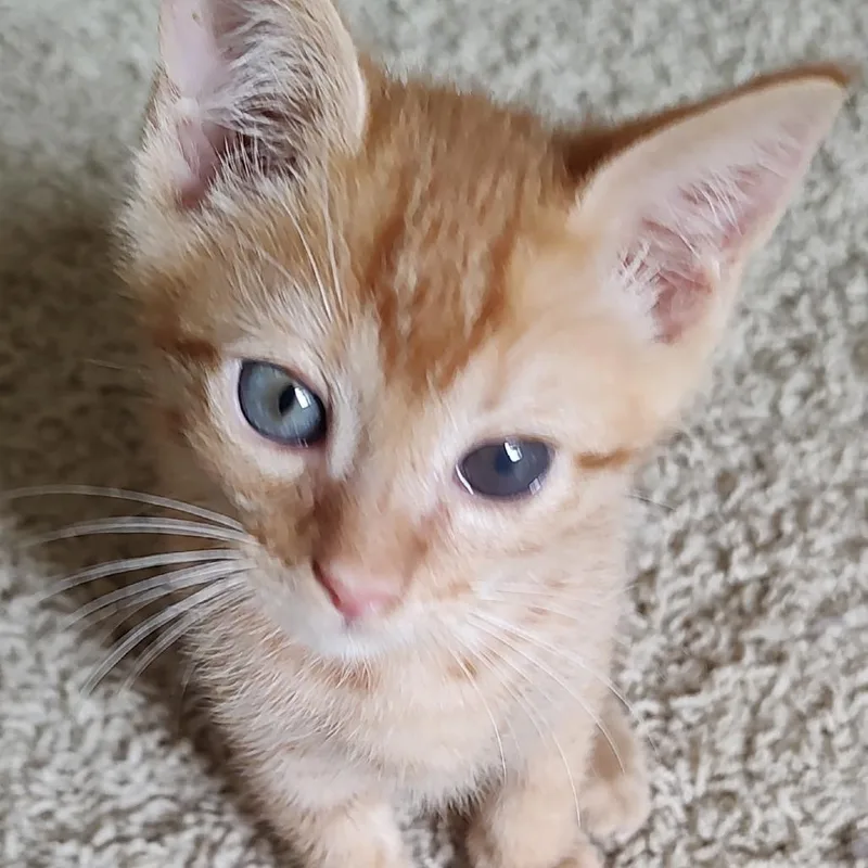 A baby small-sized male Orange / Red American Shorthair cat named Dr. Pepper for adoption in Winston Salem, NC
