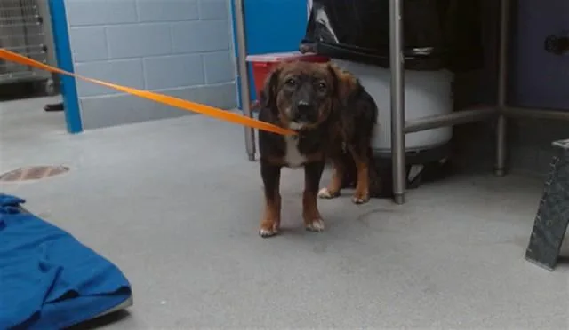 A young small-sized female German Shepherd Dog named Rosie for adoption in Albuquerque, NM