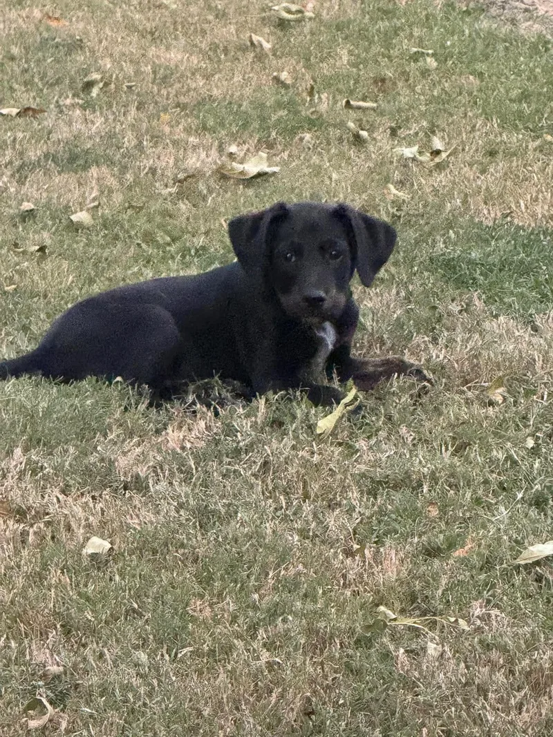 A baby large-sized male Mixed Breed dog named Salem for adoption in Lee, NH