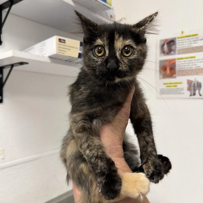 A baby small-sized female Domestic Medium Hair cat named Bloom for adoption in Henderson, NV