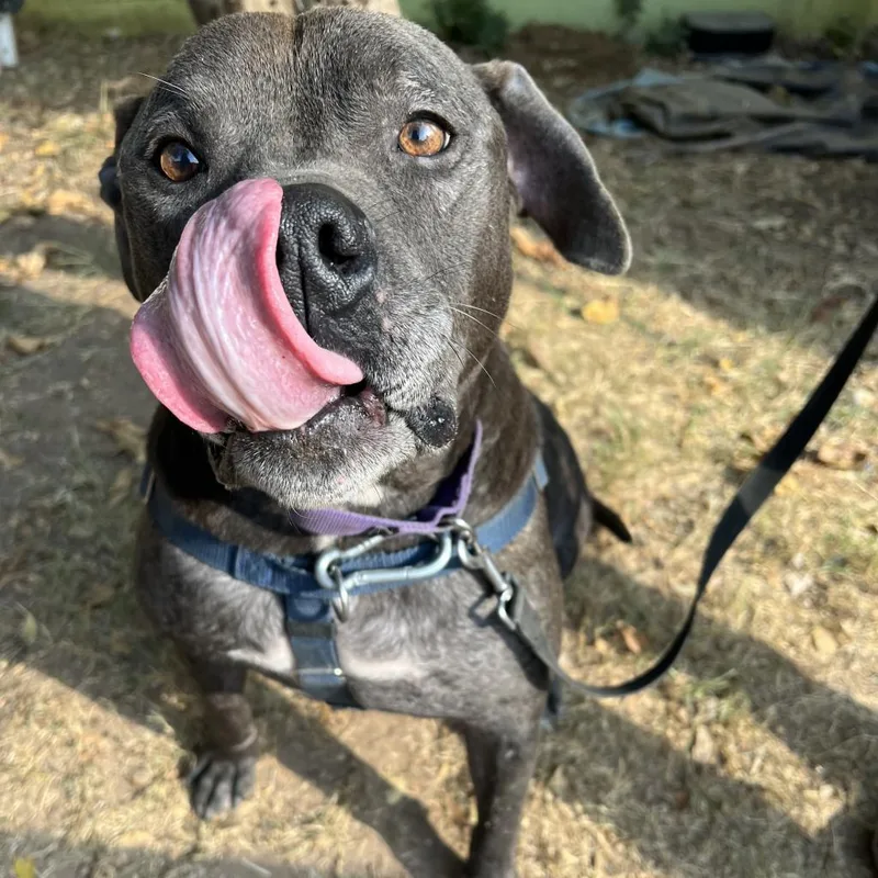 A senior large-sized male Pit Bull Terrier dog named Lambert for adoption in Austin, TX