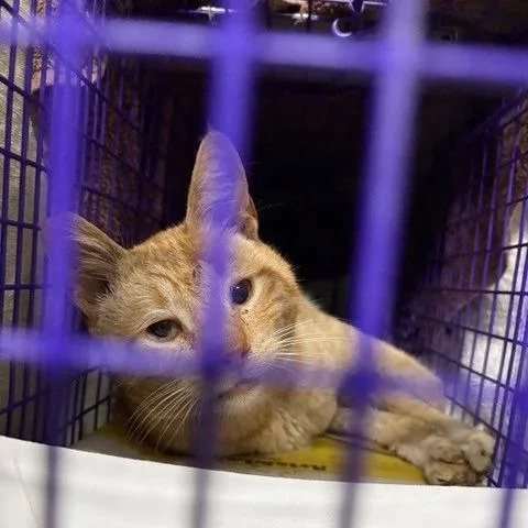 An adult small-sized male Orange / Red Domestic Short Hair cat named Biscuit for adoption in Pacific Palisades, CA