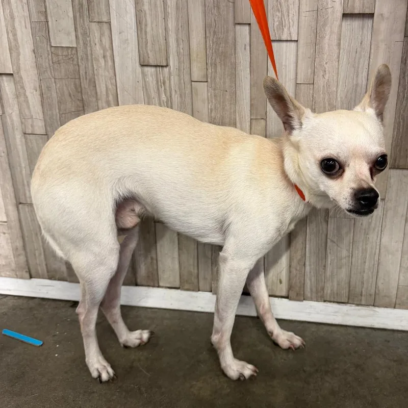 An adult small-sized male White / Cream Chihuahua dog named Arto for adoption in Tampa, FL