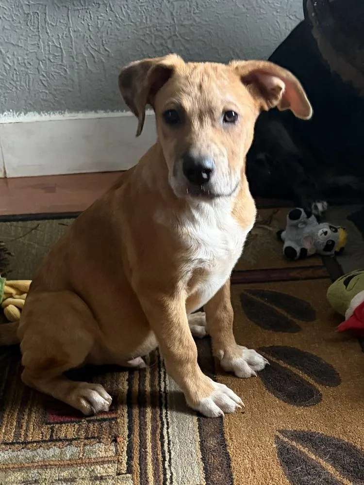A baby large-sized male Catahoula Leopard Dog dog named Opie for adoption in Peoria, IL